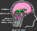  brain  animation