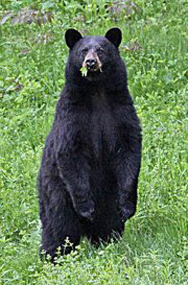 http://cdn3.list25.com/wp-content/uploads/2012/06/Black-bear1.jpg