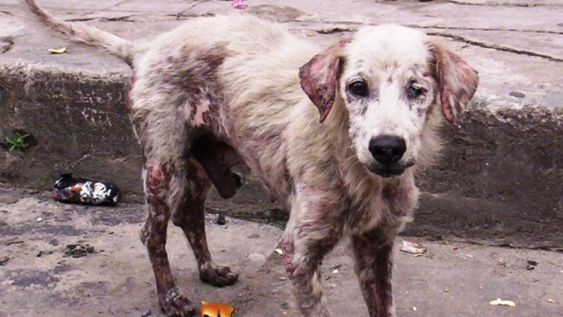 http://cdn3.list25.com/wp-content/uploads/2013/05/abused-dogs.png