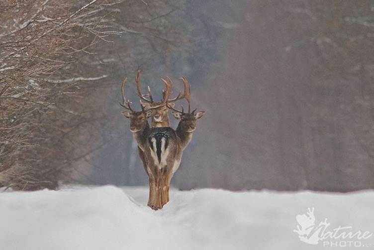 Three-Headed-Deer
