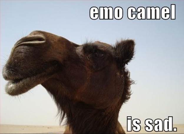 http://cdn2.list25.com/wp-content/uploads/2013/04/emo-camel.png