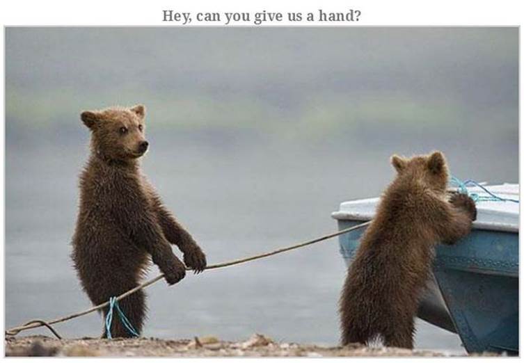 Hilarious bear pics25 Funny: Hilarious bear pics