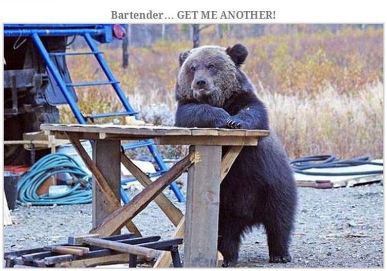 Hilarious bear pics26 Funny: Hilarious bear pics