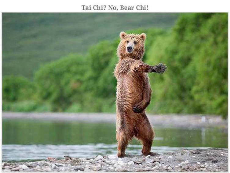 Hilarious bear pics28 Funny: Hilarious bear pics