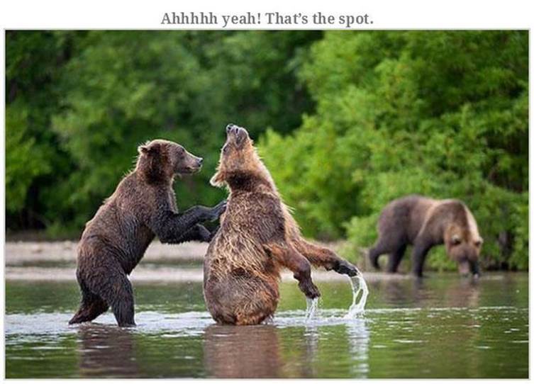 Hilarious bear pics30 Funny: Hilarious bear pics