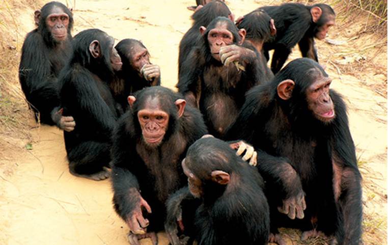 http://cdn3.list25.com/wp-content/uploads/2013/06/Chimpanzees.png