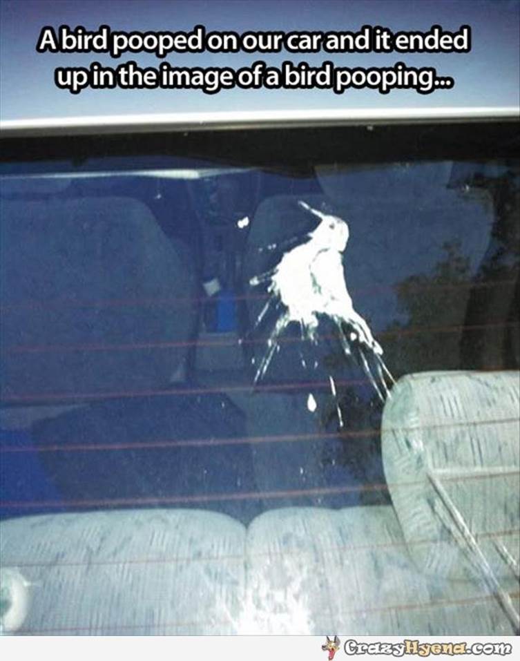 A funny picture made by a pooping bird looks like the bird itself