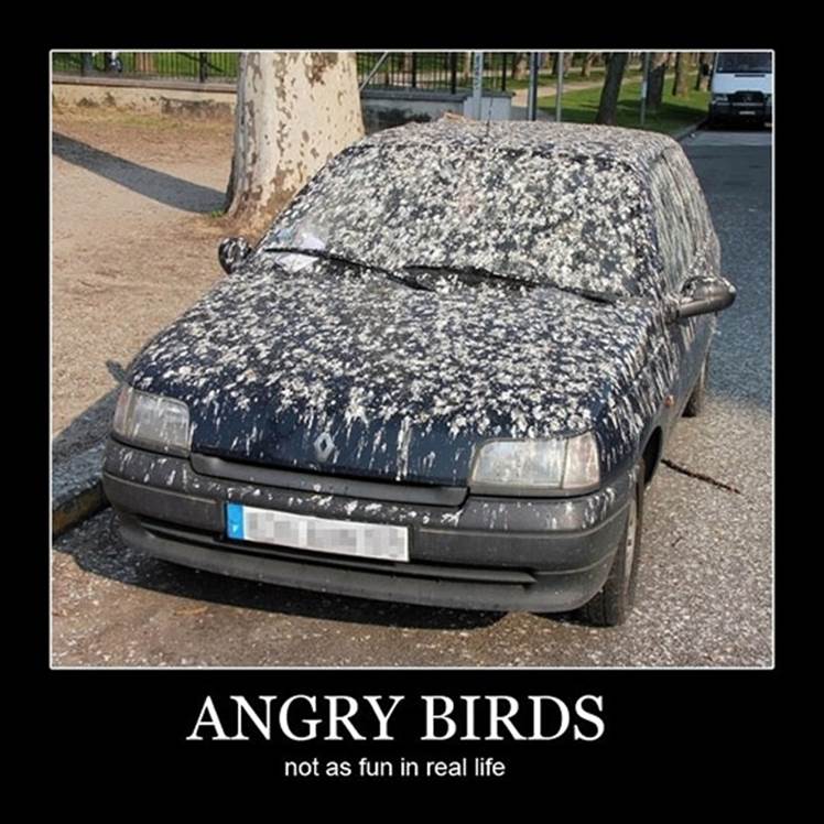 funny-car-bird-poop