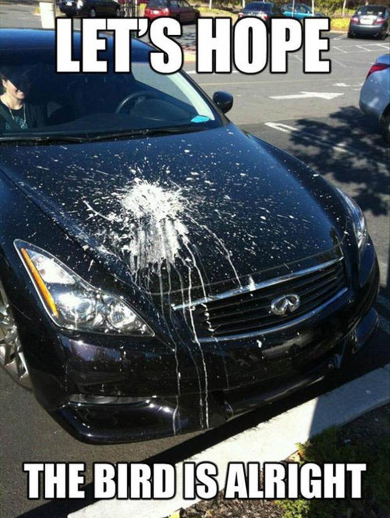 http://www.dumpaday.com/wp-content/uploads/2013/02/funny-pictures-bird-poop-on-a-car1.jpg