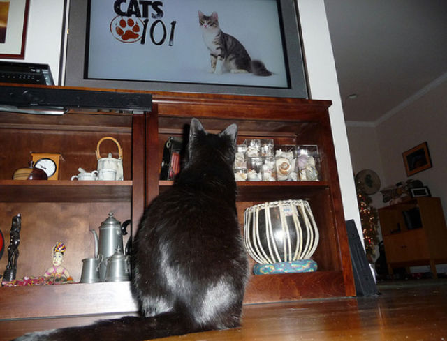 tv isnt just 640 32 Funny: Animals watching TV