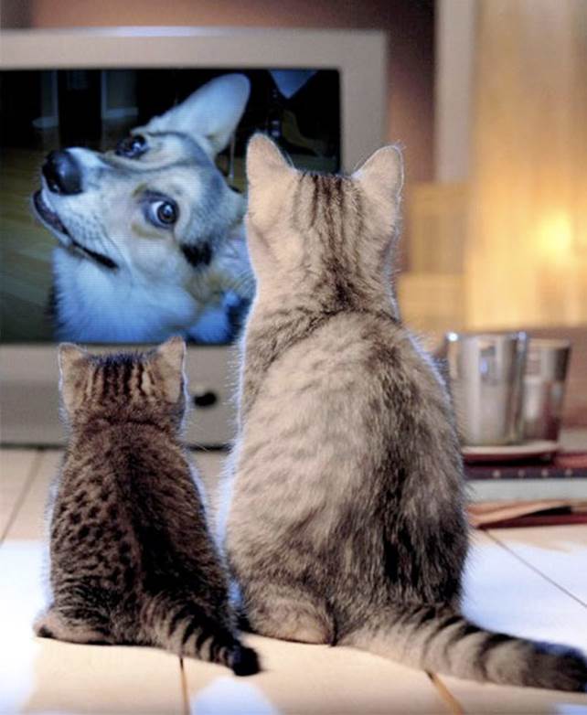 http://www.televisionbroadcast.com/uploadedimages/TVBroadcast/Special_Features/CatsWatchingTV.jpg
