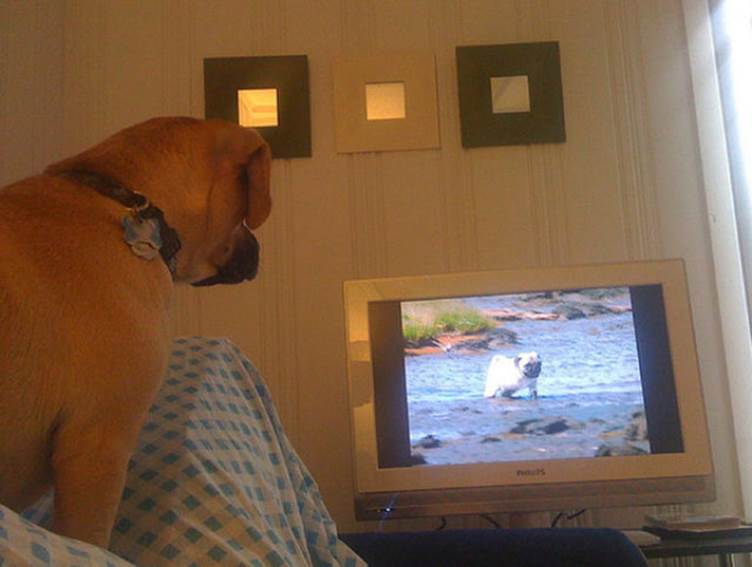 tv isnt just 640 70 Funny: Animals watching TV