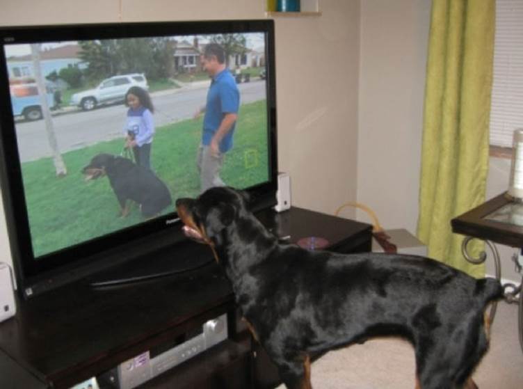 tv isnt just 640 72 Funny: Animals watching TV