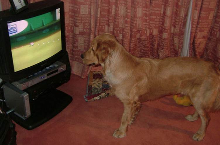 tv isnt just 640 73 Funny: Animals watching TV