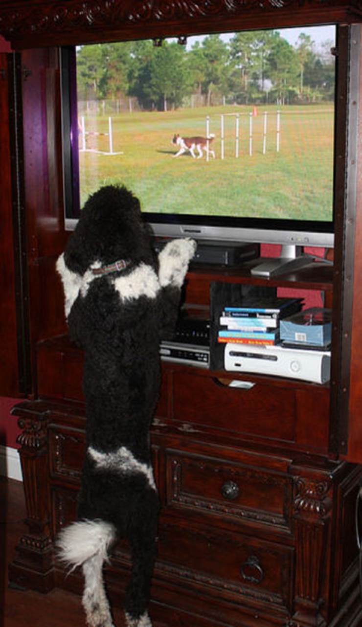 tv isnt just 640 74 Funny: Animals watching TV