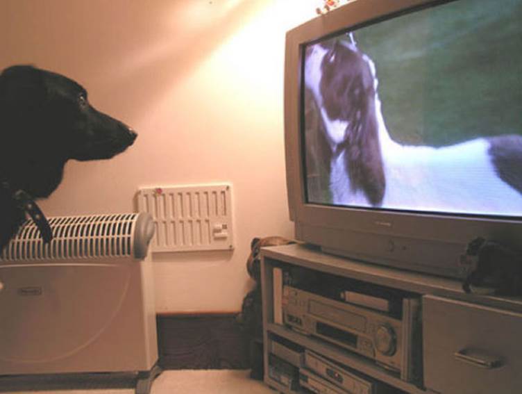 tv isnt just 640 75 Funny: Animals watching TV
