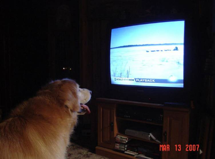 tv isnt just 640 76 Funny: Animals watching TV