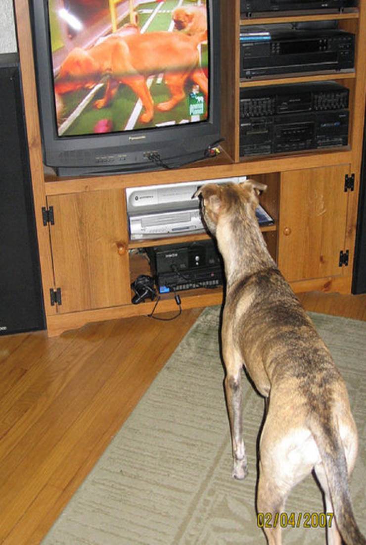 Собаки смотрят телевизор. Собака и телевизор. Небольшие телевизоры для собак. Собака смотрит телевизор. Животные смотрят телевизор.