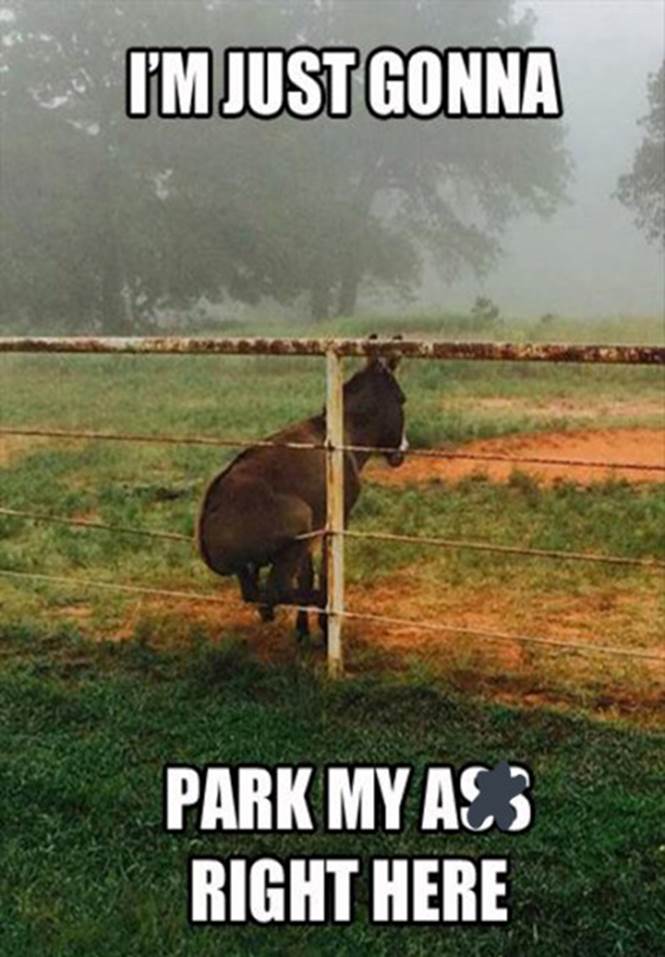 http://funny-pics.co/wp-content/uploads/Funny-Donkey-Sitting-on-Fence-445x592.jpg