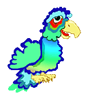  macaw   animation