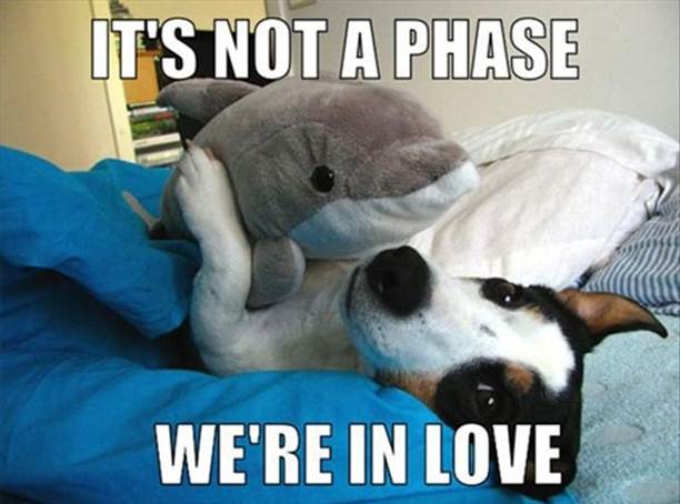 http://funnyasduck.net/wp-content/uploads/2013/01/funny-dog-cuddling-hugging-dolphin-toy-just-phase-in-love-pics.jpg