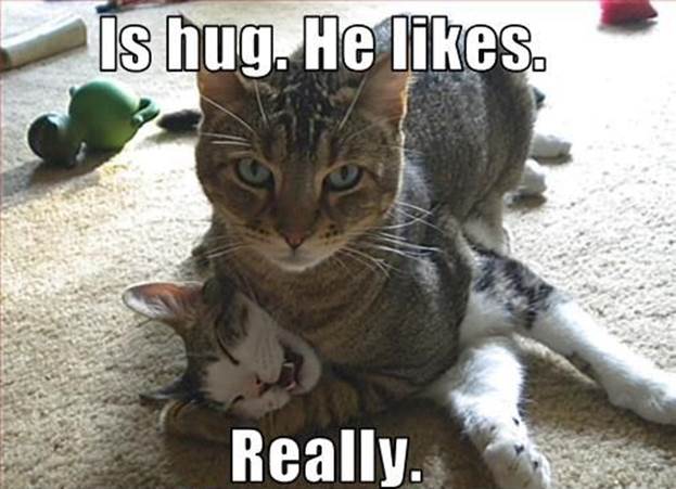 http://funnyasduck.net/wp-content/uploads/2012/12/funny-hugging-cats-fighting-he-likes-really-suspicious-pics.jpg
