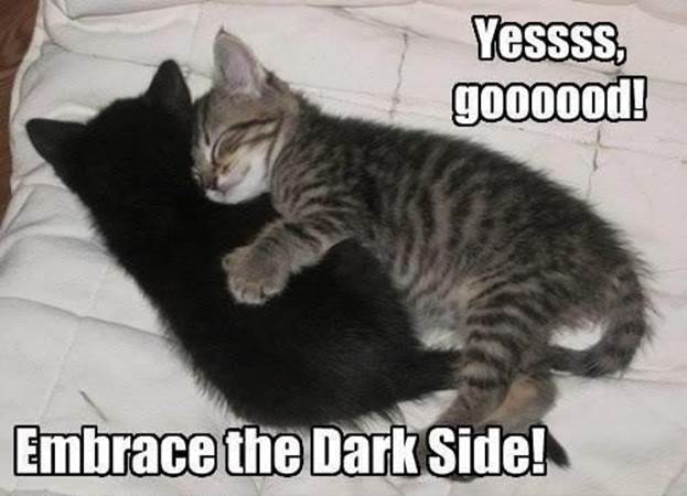 http://funnyasduck.net/wp-content/uploads/2013/01/funny-kittens-cats-cute-hugging-cuddling-embrace-dark-side-star-wars-pics.jpg