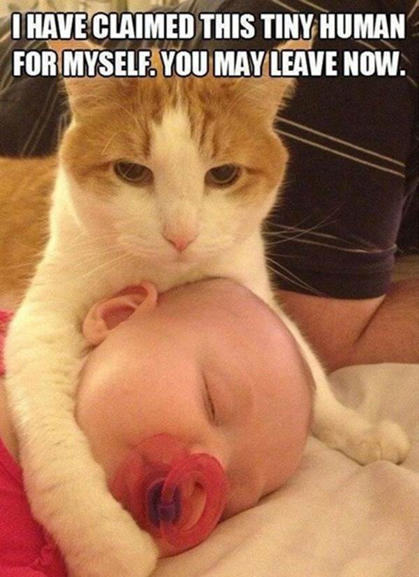 http://funnyasduck.net/wp-content/uploads/2013/04/funny-cat-hugging-baby-claimed-tiny-human-for-myself-pics.jpg