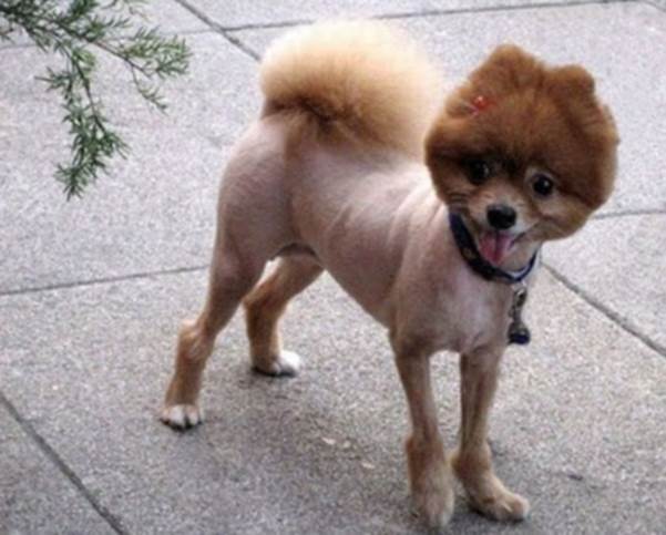 http://funny-pics.co/wp-content/uploads/Funny-Dog-Haircuts.jpg