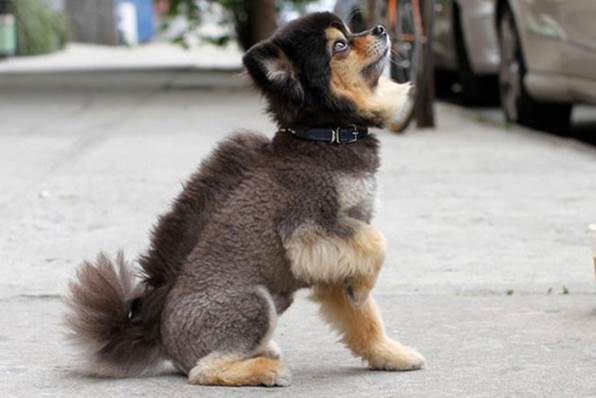 http://nonewz.co/wp-content/uploads/2014/09/dog-funny-haircuts6.png
