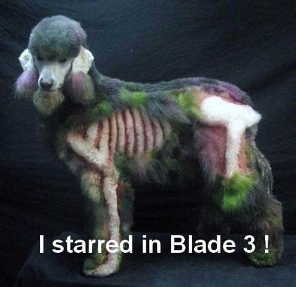 http://funny-pics.co/wp-content/uploads/funny-image-weird-dog-haircut.jpg