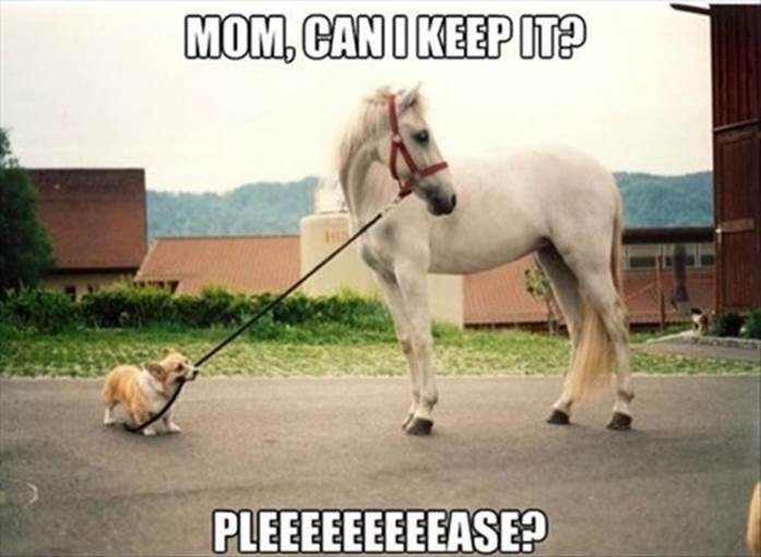 http://funnyasduck.net/wp-content/uploads/2014/02/funny-pictures-dog-horse-leash-can-we-keep-it.jpg