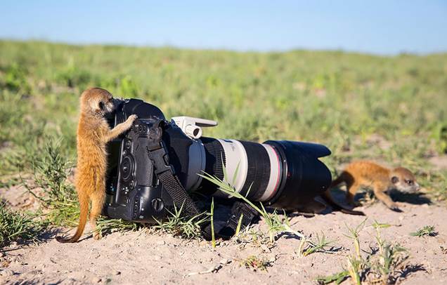 animals-with-camera-helping-photographers-4__880