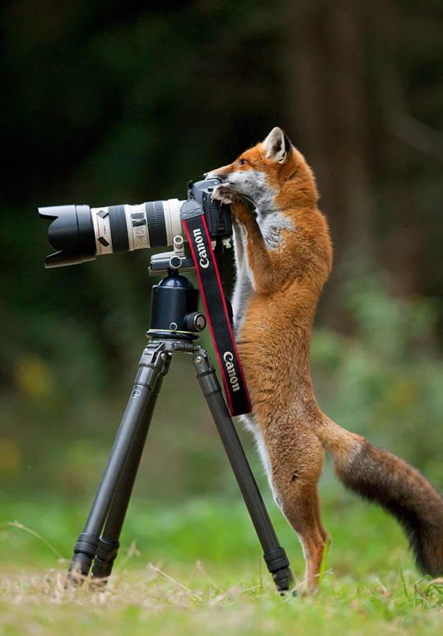 animals-with-camera-helping-photographers-13__880