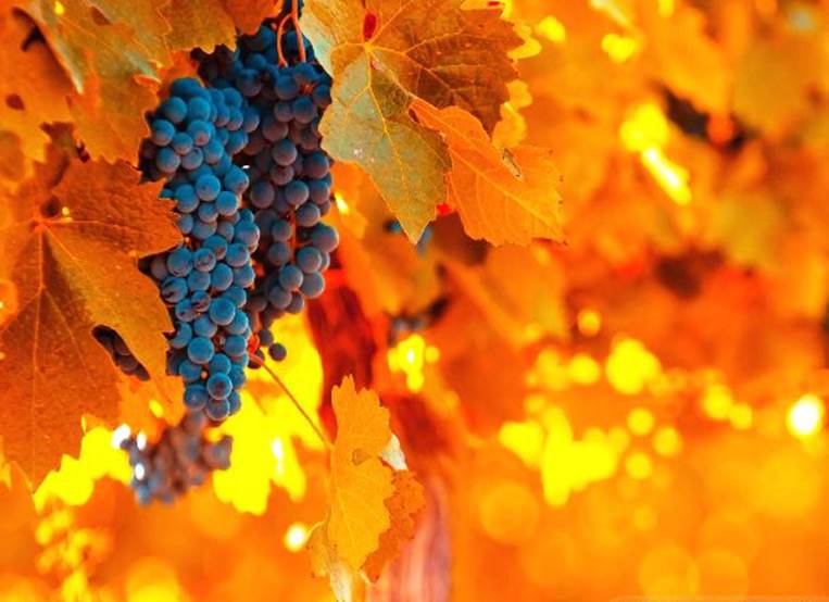 http://cdn3.list25.com/wp-content/uploads/2014/09/www.wallpapers-in-hd.com-grapes-season-autumn-in-italy-wallpapers-1024x768.jpg