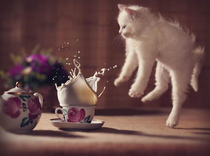 http://www.awesomelycute.com/gallery/2014/09/cats-jumping-13.jpg