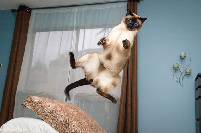 http://www.awesomelycute.com/gallery/2014/09/cats-jumping-15.jpg