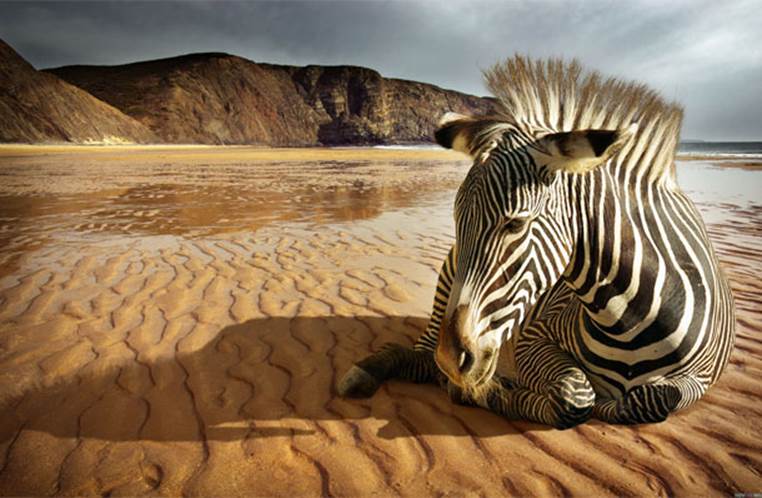 Zebra on the beach