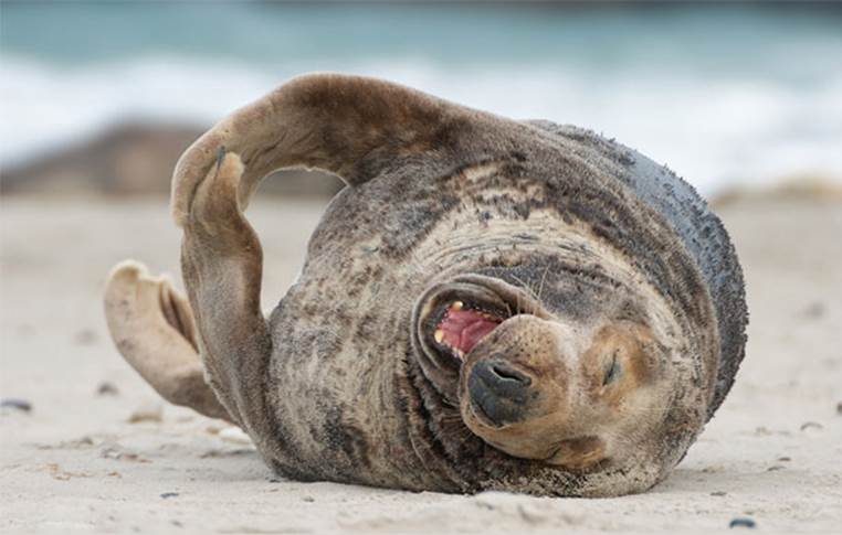 Sea lion laughing on the beach