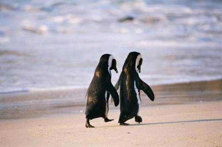 Penguins holding hands on the beach