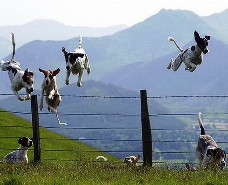 flying dogs