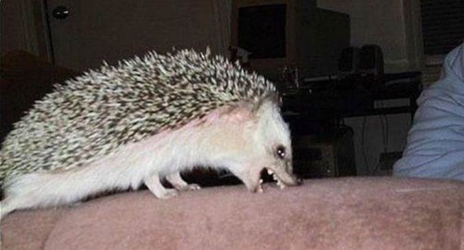http://funnyasduck.net/wp-content/uploads/2012/11/funny-angry-hedgehog-fuck-you-couch-biting-pics.jpg