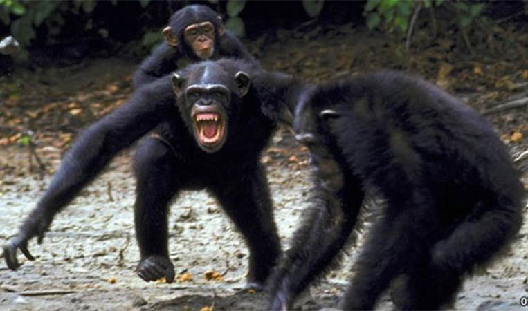 Warring Chimps