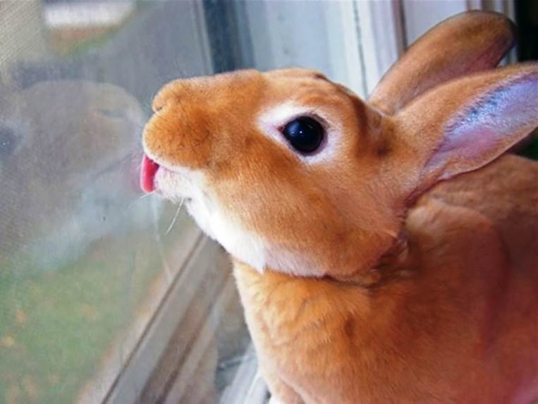 rabbit licking glass