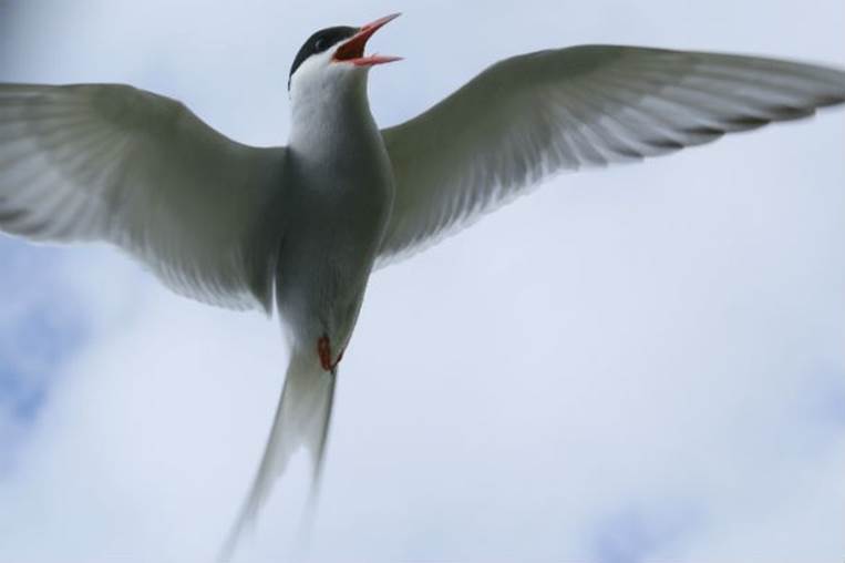 The arctic tern travels at least 36,000 km/18,641 miles each year, flying from the Arctic to the Antarctic and back. That makes it the farthest migrating animal in the world.