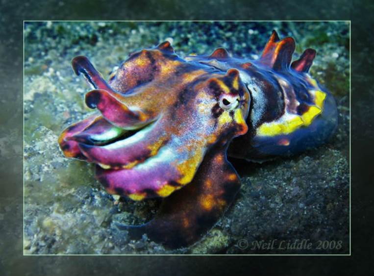 Cuttlefish change color almost instantaneously to mimic their surroundings. They do this while being completely color-blind!