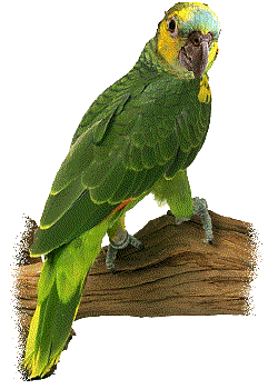 green lori parrot  animation