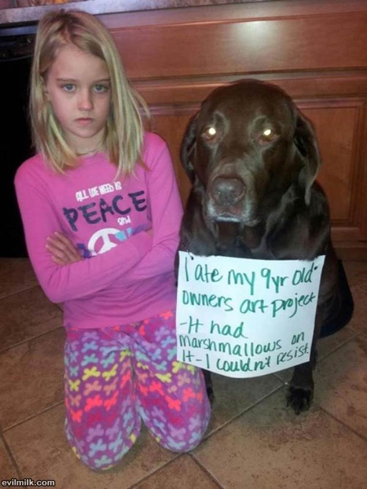 Dog Shame Ate Homework