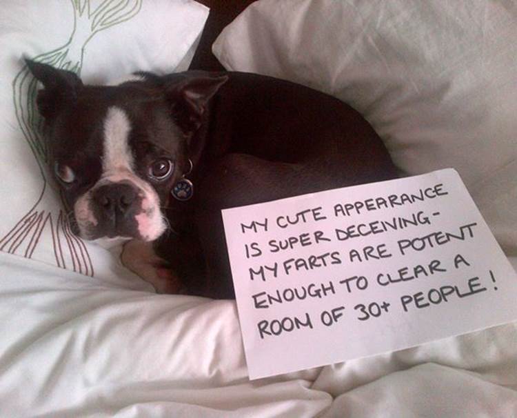 Shaming A Dog For Farts