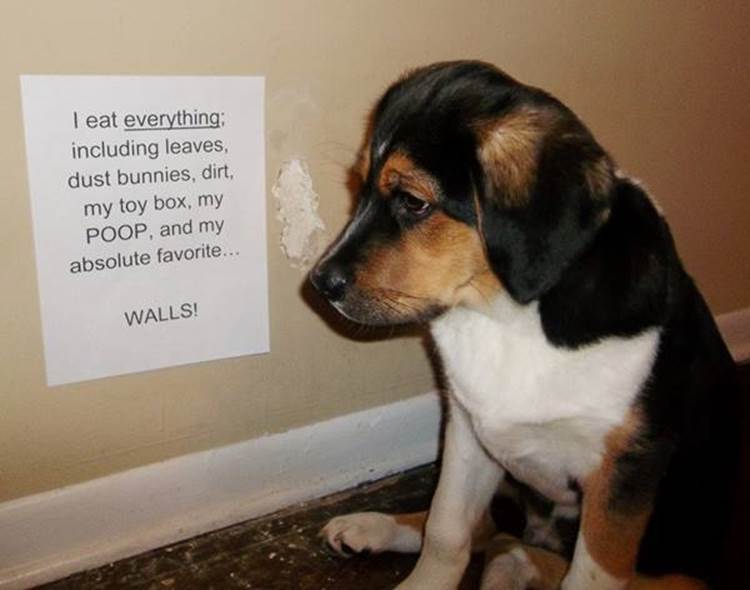 Puppy Shaming For Eating The Walls